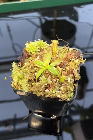 Close Up of Nepenthes edwardsiana | Florae | Clone 7 | Florae Collaborative | FC-373.07 | 20442