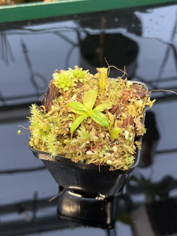 Close Up of Nepenthes edwardsiana | Florae | Clone 7 | Florae Collaborative | FC-373.07 | 20442