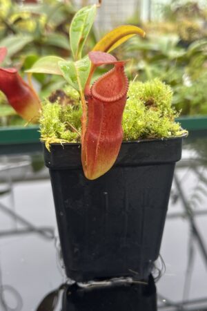 Close Up of Nepenthes edwardsiana x dubia | individual seedling (ISC) | Andreas Wistuba | AW-Nx_edXdub.1 | 20686