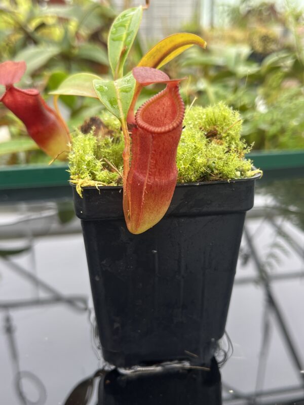 Close Up of Nepenthes edwardsiana x dubia | individual seedling (ISC) | Andreas Wistuba | AW-Nx_edXdub.1 | 20686