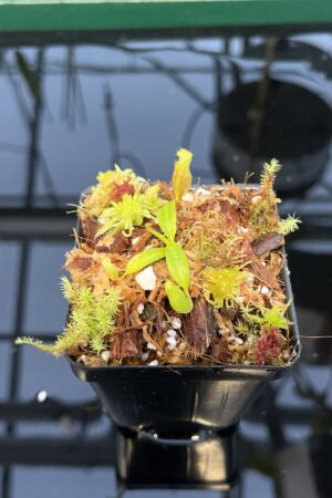 Close Up of Nepenthes edwardsiana x villosa | JH | Florae | Florae Collaborative | FC-457.01 | 20445