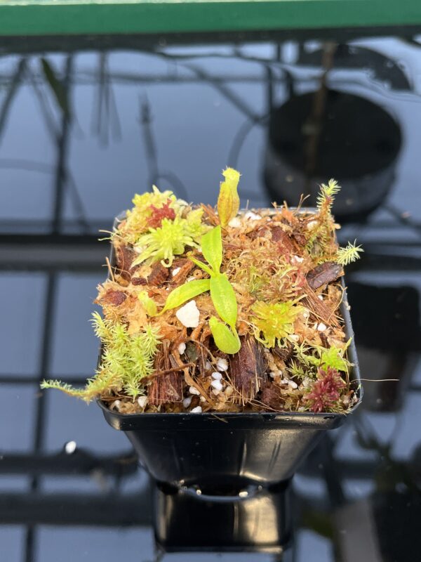 Close Up of Nepenthes edwardsiana x villosa | JH | Florae | Florae Collaborative | FC-457.01 | 20445
