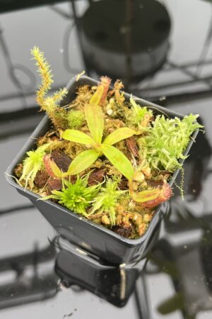 Close Up of Nepenthes ephippiata Hose Mountains | JH | Florae Collaborative | FC-45.07 | 20553