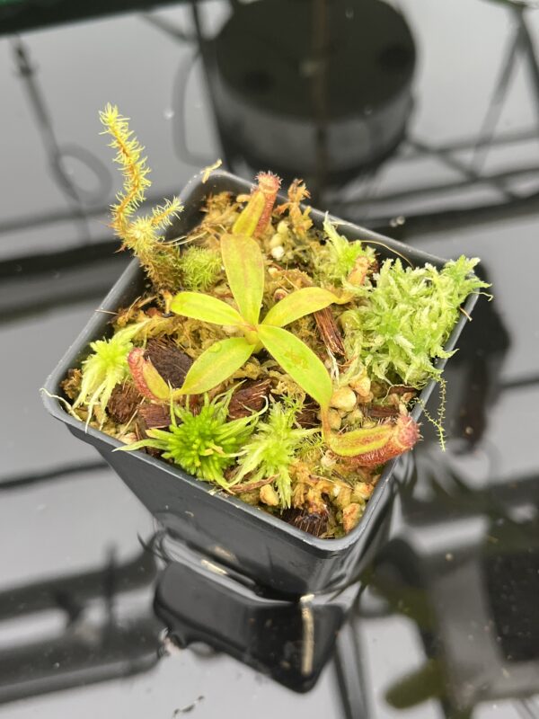 Close Up of Nepenthes ephippiata Hose Mountains | JH | Florae Collaborative | FC-45.07 | 20553