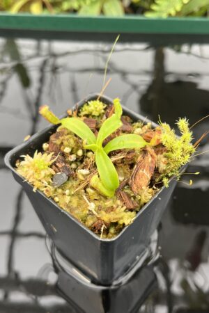 Close Up of Nepenthes ephippiata Hose Mountains | JH | Florae Collaborative | FC-45.07 | 20711