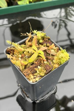 Close Up of Nepenthes ephippiata Hose Mountains | JH | Florae Collaborative | FC-45.07 | 20712