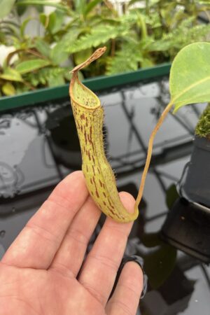 Close Up of Nepenthes epiphytica x boschiana | Andreas Wistuba | AW-ISC | 20627