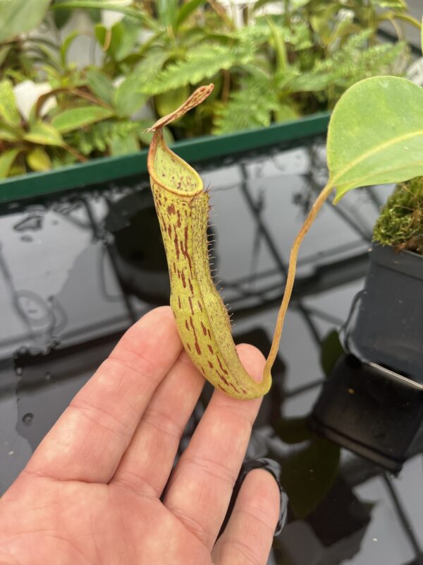 Close Up of Nepenthes epiphytica x boschiana | Andreas Wistuba | AW-ISC | 20627