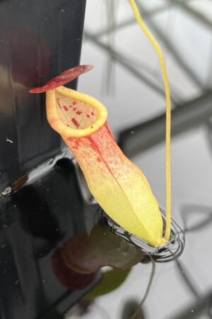 Close Up of Nepenthes eustachya x tenuis | Borneo Exotics | BE-3971 | 20640
