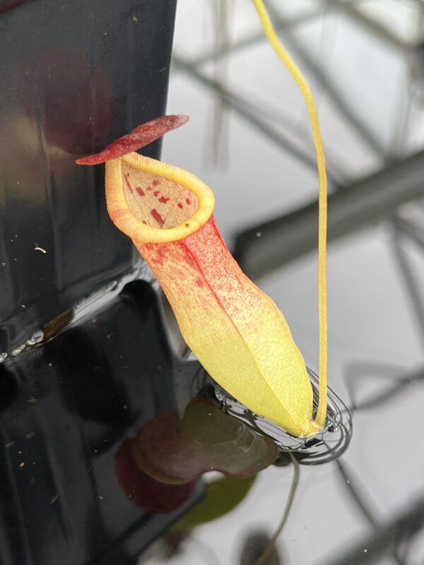 Close Up of Nepenthes eustachya x tenuis | Borneo Exotics | BE-3971 | 20640