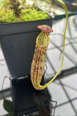 Close Up of Nepenthes faizaliana | Malesiana Tropicals | MT-53 | 20369
