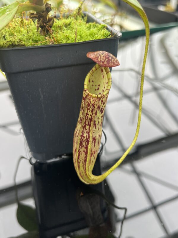 Close Up of Nepenthes faizaliana | Malesiana Tropicals | MT-53 | 20369