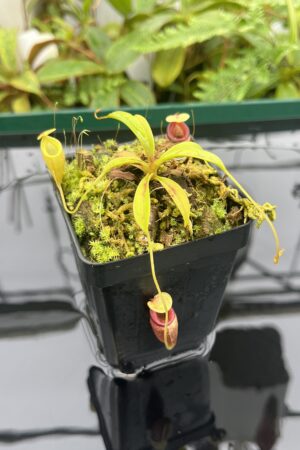 Close Up of Nepenthes flava | Borneo Exotics | BE-3652 | 20664