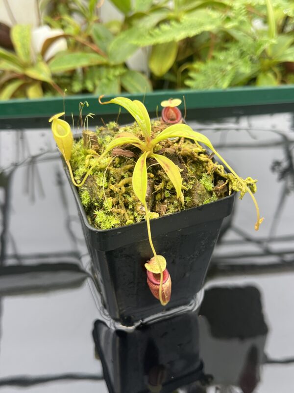Close Up of Nepenthes flava | Borneo Exotics | BE-3652 | 20664