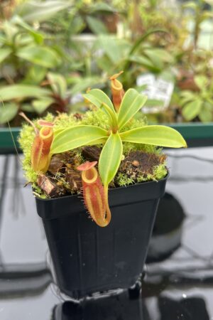 Close Up of Nepenthes (flava x edwardsiana) x inermis | individual seedling (ISC) | Andreas Wistuba | AW-Nx(flavXed)Xinerm.3 | 20400