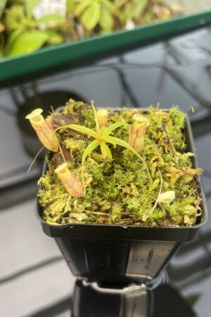 Close Up of Nepenthes glabrata {seedgrown, Tonusu Tentena, Central Sulawesi, Indonesia} | Best Carnivorous Plants | BCP-2199 | 20412