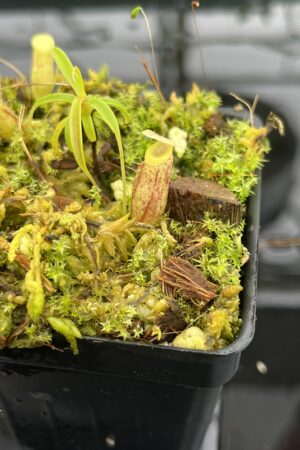 Close Up of Nepenthes glabrata {seedgrown, Tonusu Tentena, Central Sulawesi, Indonesia} | Best Carnivorous Plants | BCP-2199 | 20691
