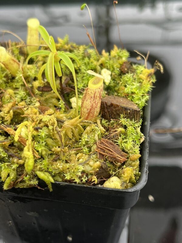 Close Up of Nepenthes glabrata {seedgrown, Tonusu Tentena, Central Sulawesi, Indonesia} | Best Carnivorous Plants | BCP-2199 | 20691