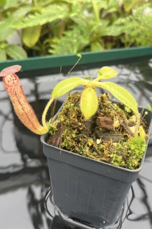 Close Up of Nepenthes glandulifera | Borneo Exotics | BE-3766 | 20665