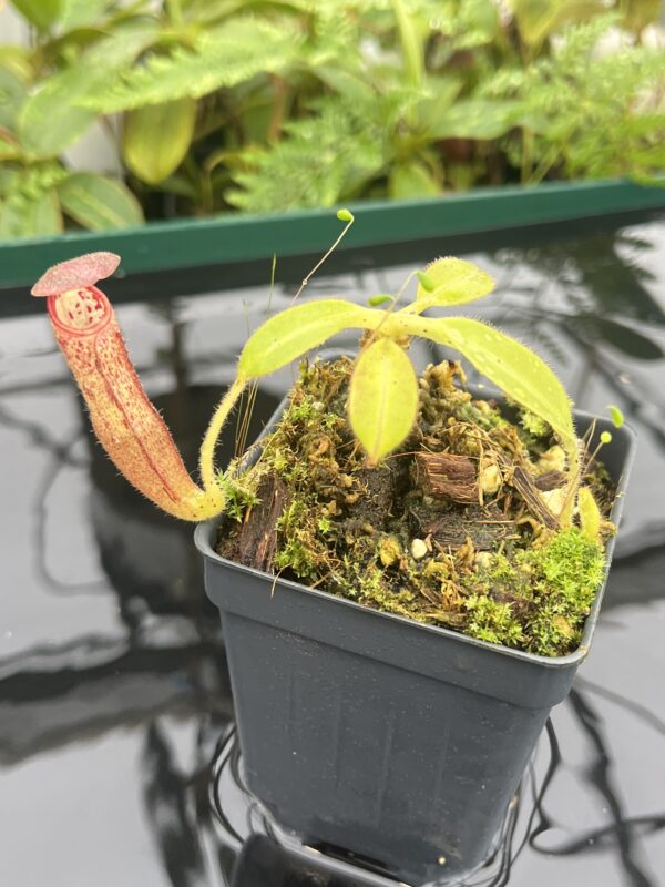 Close Up of Nepenthes glandulifera | Borneo Exotics | BE-3766 | 20665