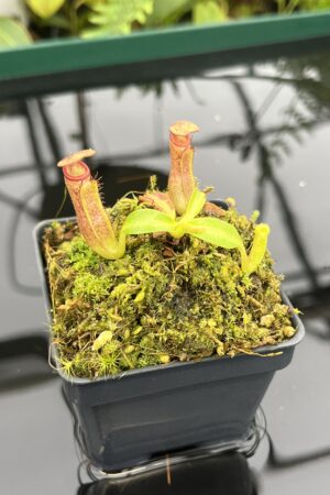 Close Up of Nepenthes glandulifera x edwardsiana | Florae Collaborative | FC-97.04 | 20720