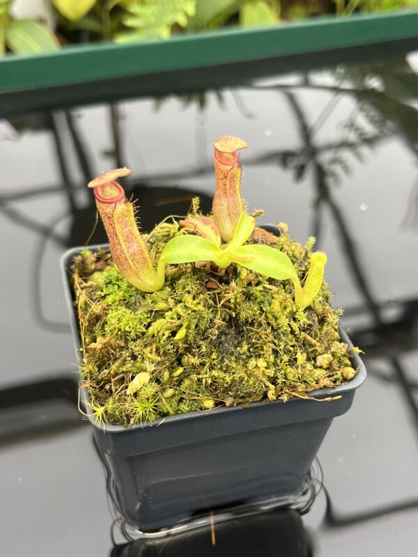 Close Up of Nepenthes glandulifera x edwardsiana | Florae Collaborative | FC-97.04 | 20720