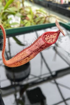 Close Up of Nepenthes glandulifera x peltata | Borneo Exotics | BE-4560 | 20523
