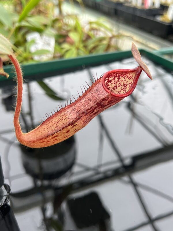 Close Up of Nepenthes glandulifera x peltata | Borneo Exotics | BE-4560 | 20523
