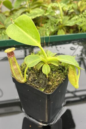 Close Up of Nepenthes glandulifera x robcantleyi | Florae Collaborative | FC-253 | 20628