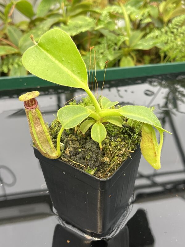 Close Up of Nepenthes glandulifera x robcantleyi | Florae Collaborative | FC-253 | 20628