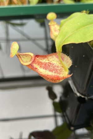Close Up of Nepenthes (globosa x ampullaria) 'Super Squat' x rafflesiana 'Winged' | Manny Herrera | 20478