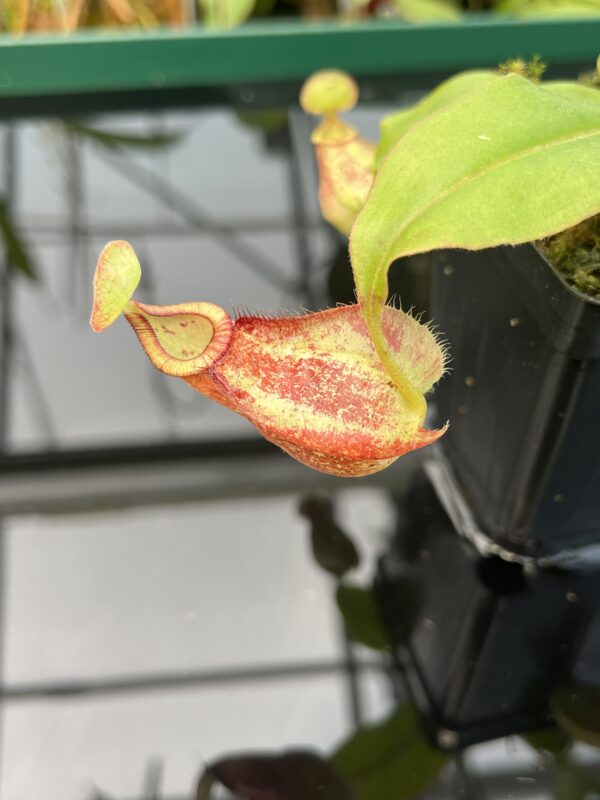 Close Up of Nepenthes (globosa x ampullaria) 'Super Squat' x rafflesiana 'Winged' | Manny Herrera | 20478