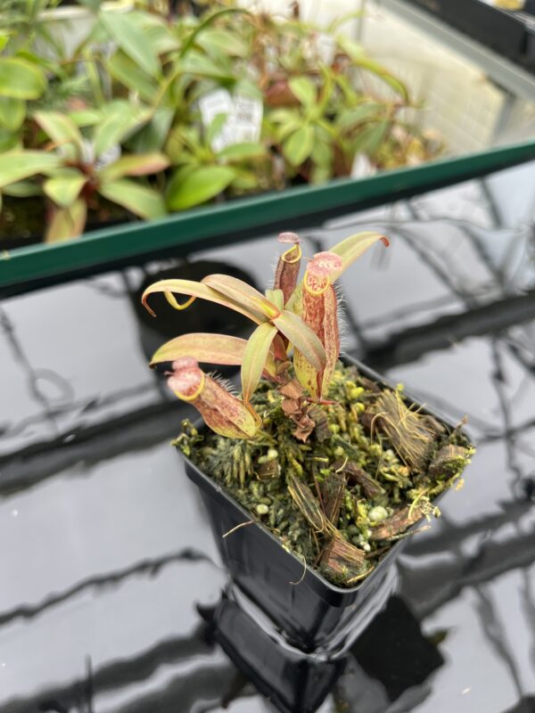 Close Up of Nepenthes gracilis | Borneo Exotics | BE-4060 | 20378