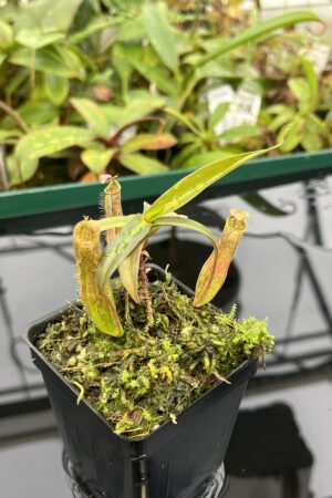 Close Up of Nepenthes gracilis | Borneo Exotics | BE-4060 | 20570