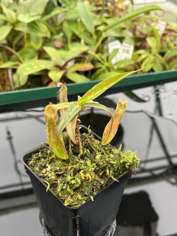 Close Up of Nepenthes gracilis | Borneo Exotics | BE-4060 | 20570
