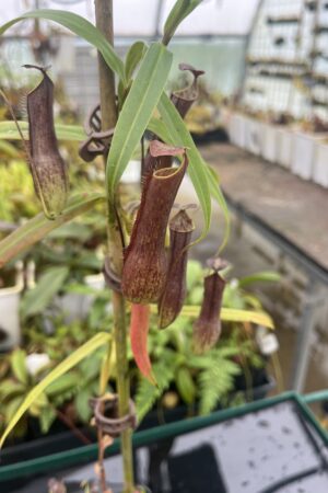 Close Up of Nepenthes gracilis | Borneo Exotics | BE-4611 | 20724
