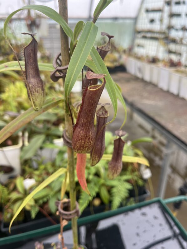 Close Up of Nepenthes gracilis | Borneo Exotics | BE-4611 | 20724