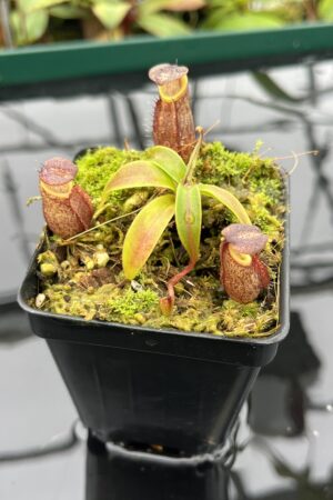 Close Up of Nepenthes gymnamphora | Borneo Exotics | BE-3078 | 20509