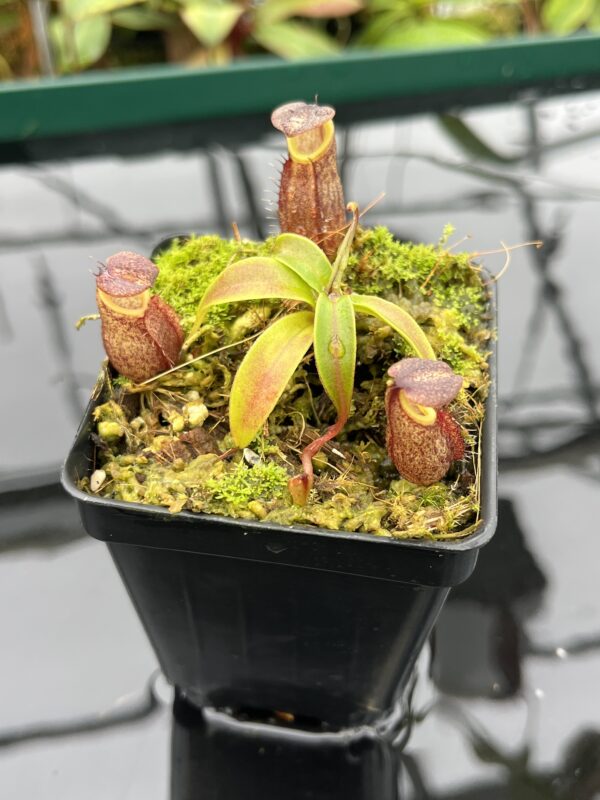 Close Up of Nepenthes gymnamphora | Borneo Exotics | BE-3078 | 20509