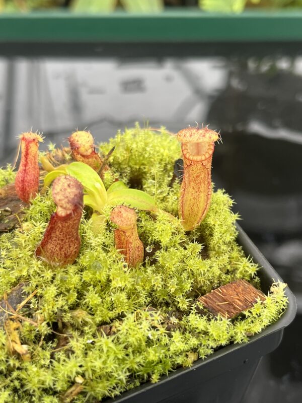 Close Up of Nepenthes hamata (Katopasa) x edwardsiana | Florae | Clone 6 | Florae Collaborative | FC-266.06 | 20705