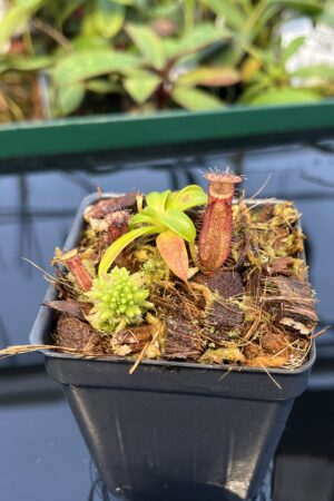 Close Up of Nepenthes hamata (katopasa) x edwardsiana| Clone 4 | Florae Collaborative | FC-266.04 | 20444