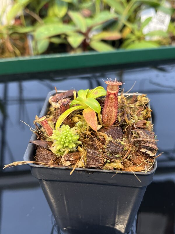 Close Up of Nepenthes hamata (katopasa) x edwardsiana| Clone 4 | Florae Collaborative | FC-266.04 | 20444