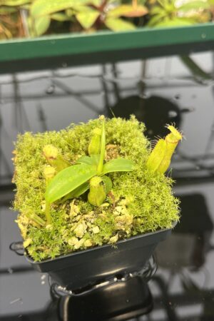Close Up of Nepenthes hamata (katopasa) x edwardsiana| Clone 4 | Florae Collaborative | FC-266.04 | 20568