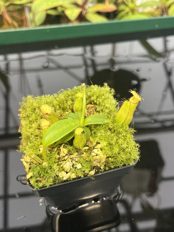 Close Up of Nepenthes hamata (katopasa) x edwardsiana| Clone 4 | Florae Collaborative | FC-266.04 | 20568