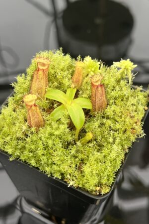 Close Up of Nepenthes hamata (katopasa) x edwardsiana| Clone 4 | Florae Collaborative | FC-266.04 | 20573