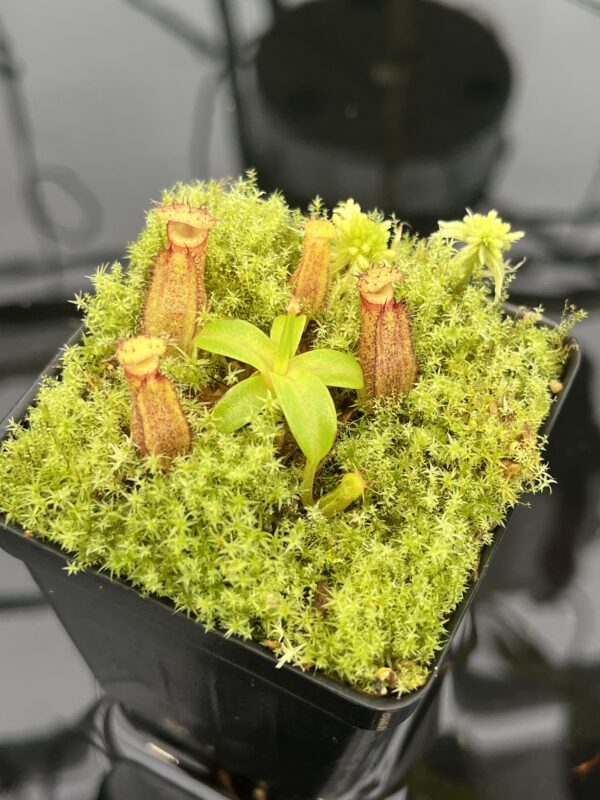 Close Up of Nepenthes hamata (katopasa) x edwardsiana| Clone 4 | Florae Collaborative | FC-266.04 | 20573