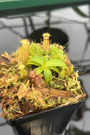 Close Up of Nepenthes hamata (katopasa) x edwardsiana| Clone 4 | Florae Collaborative | FC-266.04 | 20574