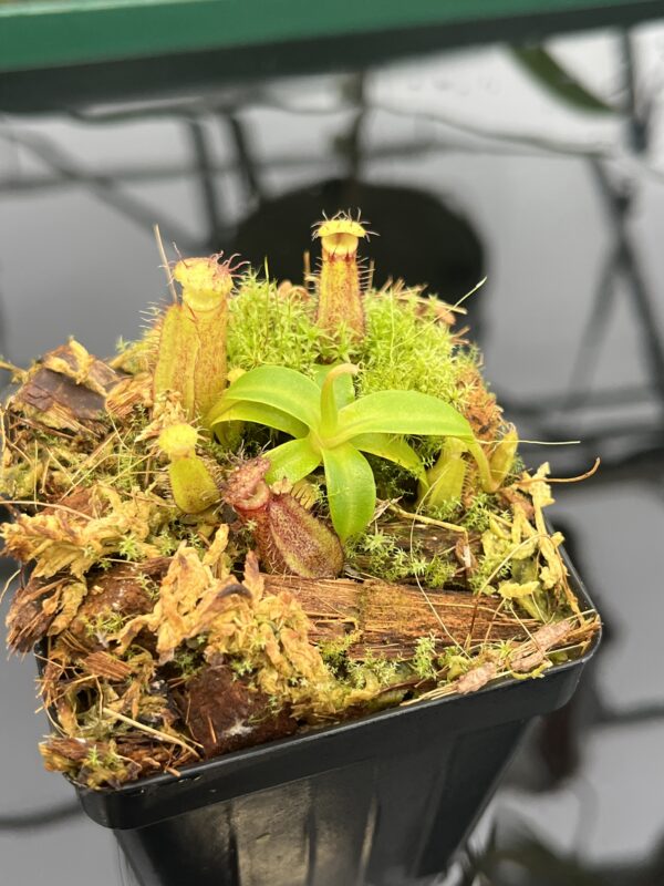 Close Up of Nepenthes hamata (katopasa) x edwardsiana| Clone 4 | Florae Collaborative | FC-266.04 | 20574