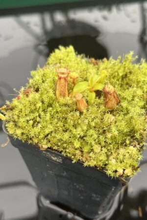 Close Up of Nepenthes hamata (katopasa) x edwardsiana| Clone 4 | Florae Collaborative | FC-266.04 | 20703