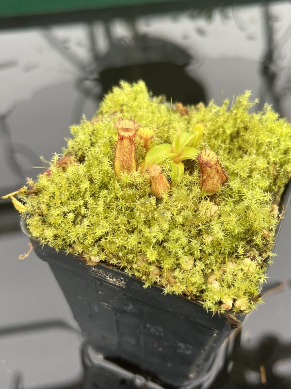 Close Up of Nepenthes hamata (katopasa) x edwardsiana| Clone 4 | Florae Collaborative | FC-266.04 | 20703